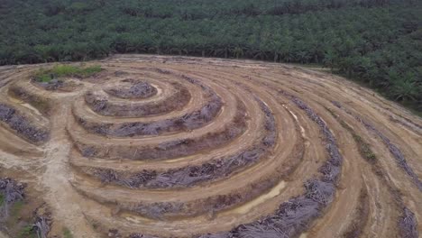 Aerial-view-dead-oil-palm-trees-at-small-hill-at-Malaysia.